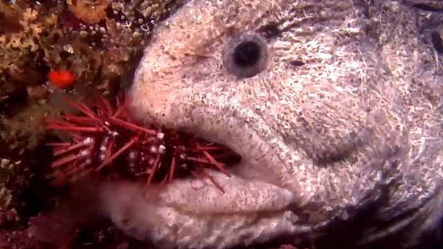 能吃海胆的鱼，一口好牙嘎嘣脆，简直就是鱼狠话不多！