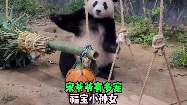 宋爷爷有多宠爱福宝小孙女