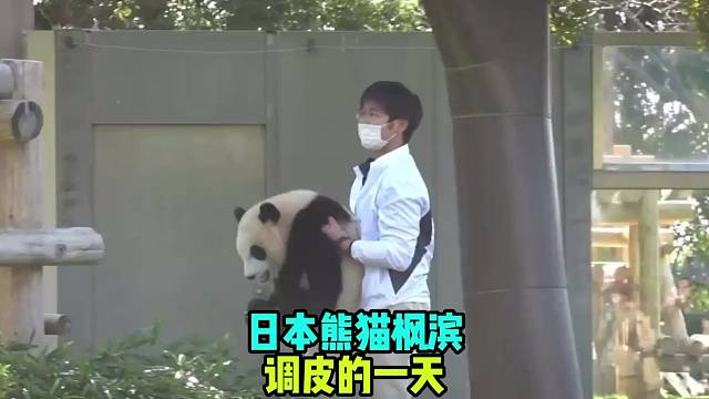 日本熊猫枫滨调皮的一天