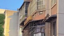 猴哥组团爬居民楼觅食，6、7只猴子顺着光缆上楼，拍摄者：谁家没关窗户就危险了