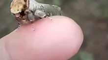 圆掌舟蛾：会用将翅膀包裹住身体，如一根被折断的树枝,只露出毛茸茸的头部,像极了树枝的横截面。大部分时