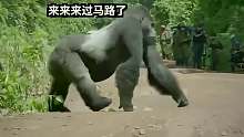 大猩猩为了让家人顺利过马路，雕像一样立在马路中央，阻止车辆经过。