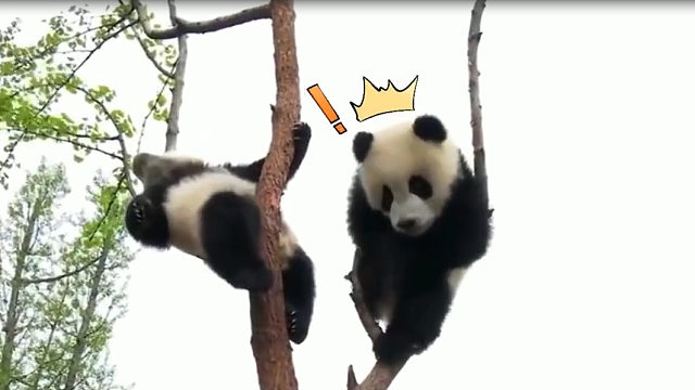 萌兰嘲笑雅郡不会爬树，正嘚瑟时树枝断了，心疼么么儿一秒后，看它那糗样，忍不住笑喷了