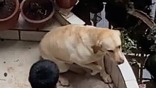 狗子打碎了主人的盆栽，主人棍棒教育