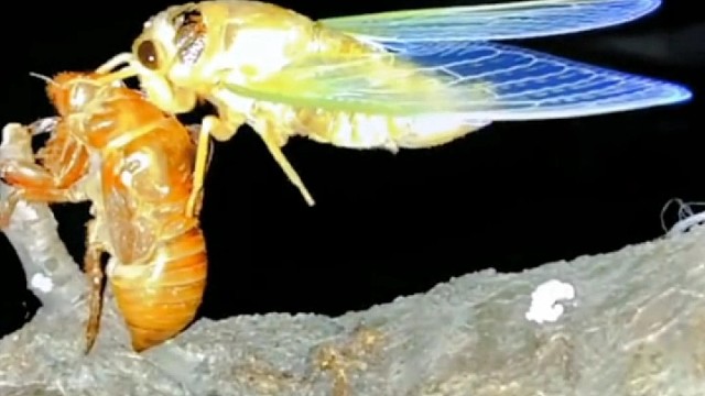 金蝉脱壳见者发财