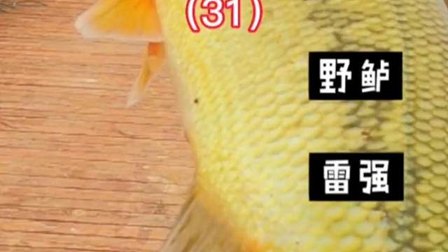 我打野从来不走空，雷强打黑