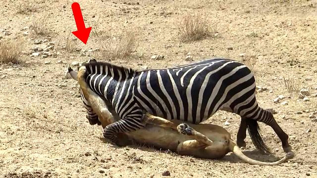 狮子大战斑马，反被斑马疯狂报复！反嘴就是奖励一波大板牙！