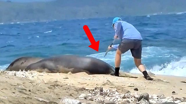 熟睡海豹被女子戳中“要害”，瞬间原地起飞，海豹：吓死豹了！