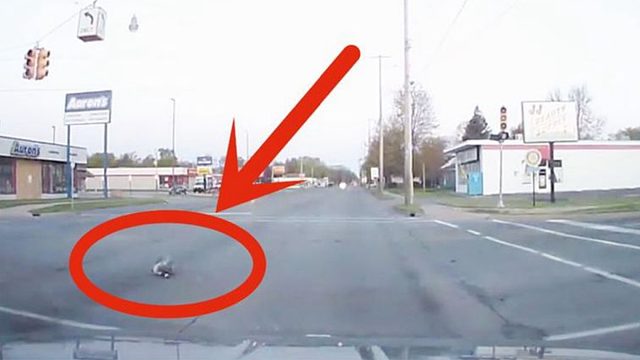 突然天空一道闪电，一群大雁瞬间从天而降，镜头拍下全过程！