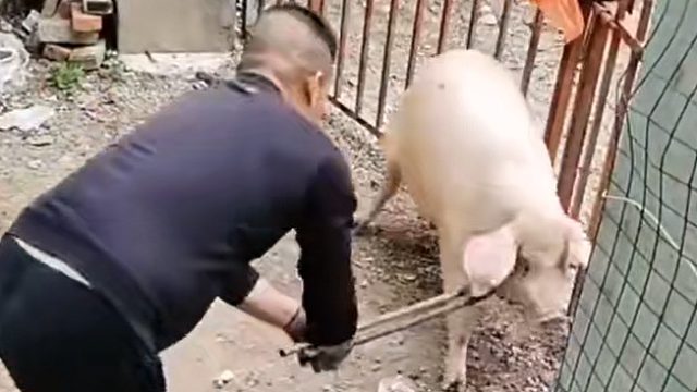 养猪人的抓猪神器，真的是轻松拿捏猪猪