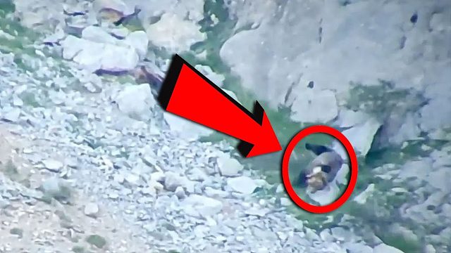 为保护幼崽，母熊和公熊在悬崖上打架，结局真是大快人心！