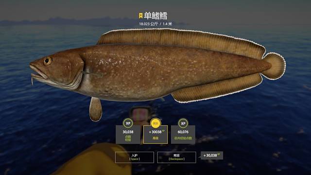 星单鳍鳕来的有点晚^_^