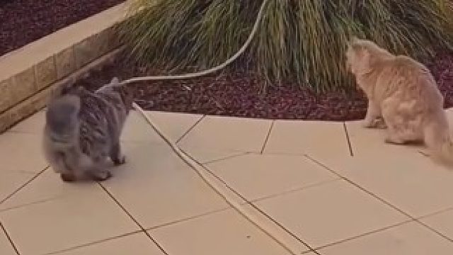这俩猫动作同步，很有节奏感，网友：是怂的很有默契
