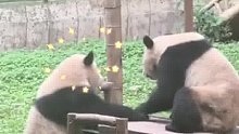 两只熊猫正愉快地玩耍着，其中一只突然扇了对方一嘴巴，直接把对方扇懵了