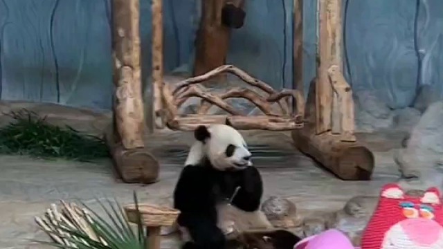 提前过519的舜仔