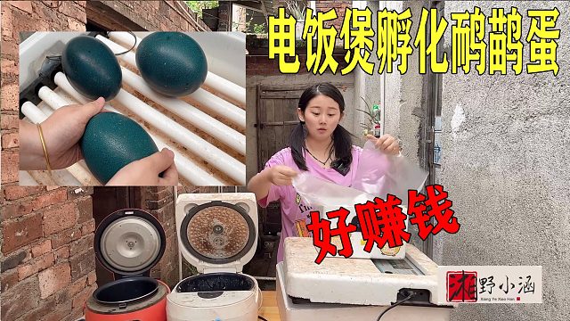 3只鸸鹋蛋花了510块，用电饭煲孵化，2个月后变1800元，好赚钱！