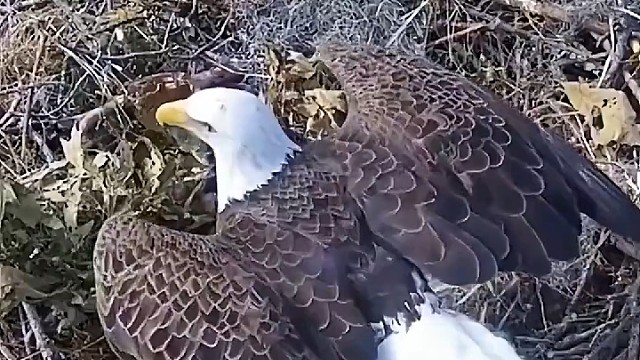 鸟妈妈的表情笑死了