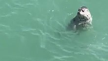八岁斑海豹被放归大海，落水之后一时间难以置信。海豹：怎么回事，我难道被裁员了？