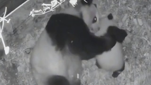 熊猫宝宝真让妈妈操碎了心,为什么宝宝晚上不睡觉呢