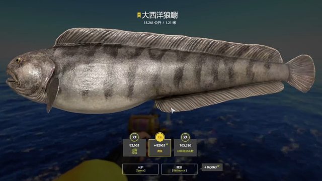 挪威海。大西洋狼鳚