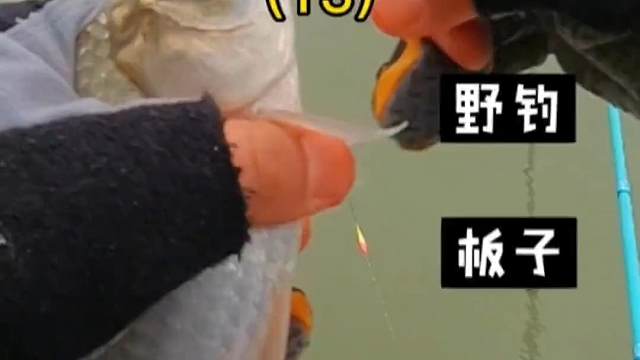 野荡探钓，跟我钓鱼泡面管饱