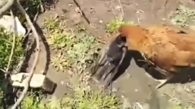 鹰：这波亏了，亏了一条命