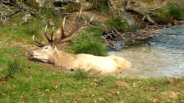 鹿在河边喝水，不料倒地抽搐，这是中了哪门子邪！