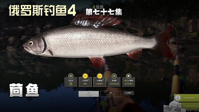 俄罗斯钓鱼4第七十七集：茴鱼