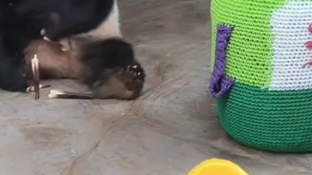 贡宝真是个大漂亮