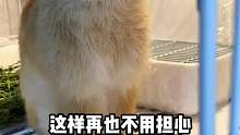 以后养宠物再也不会有烦恼了最后小兔子咆哮好可爱呀