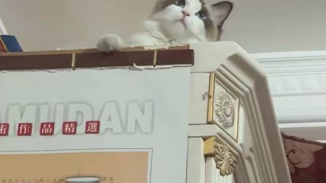 猫猫也会有烦恼吗