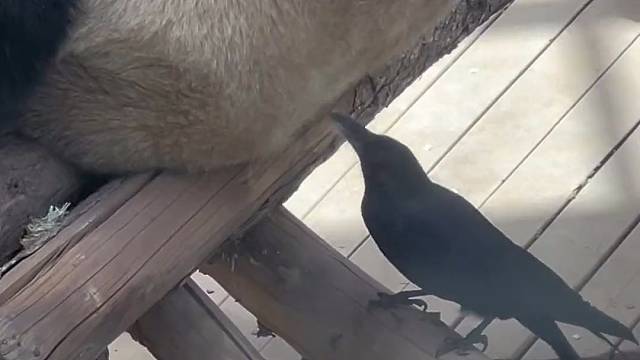 萌玉又被乌鸦叼毛了，脾气太好了，都不带急的#大熊猫萌玉