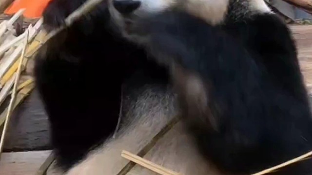 看看我们贡宝贝吃播了