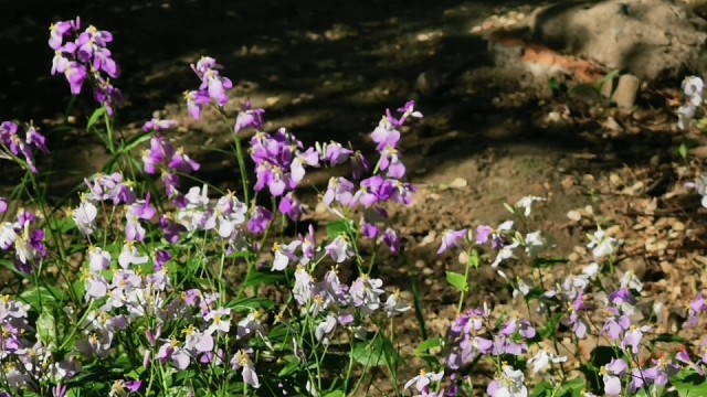 云吸麻雀团儿和喜鹊！