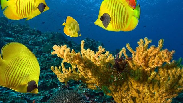 34图开始来一个小剑鱼然后接着有来了一个线断了我是菜鸡