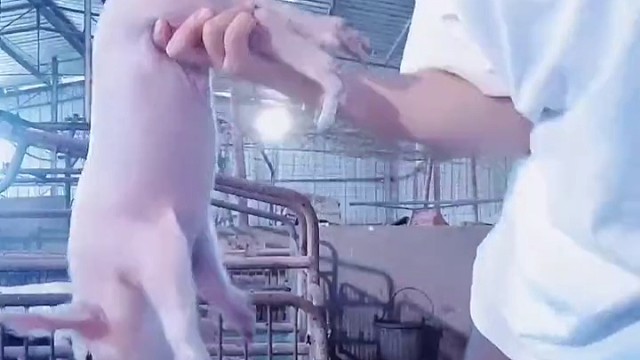 仙子，你对俺老猪温柔一点。