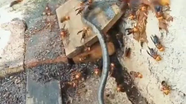 会吃啊，辣条还沾蜂蜜