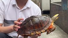 9斤重的大金钱龟，镇场之宝