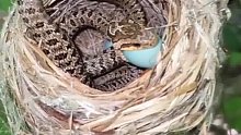 蛇在鸟窝里吃蛋