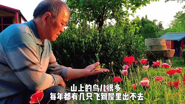 在山中，每年都要放飞几次小鸟。