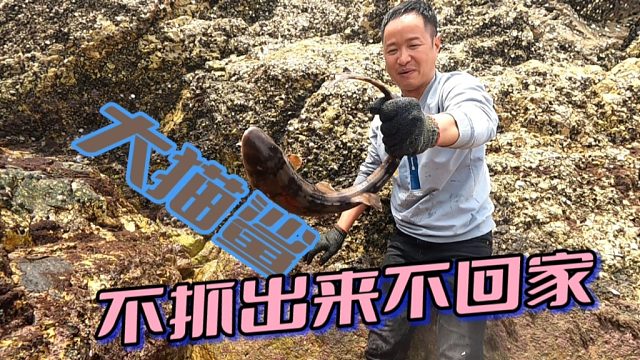 巨石底下渔获成群太难抓，兄弟俩配合堵住鱼群逃生口，抓得真过瘾