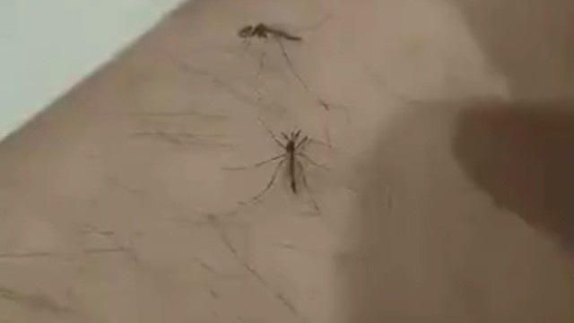 怎么说服它们三个的