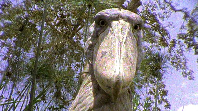 这是最有礼貌的动物，鳄鱼见了只哆嗦，鳄鱼唯一的天敌！