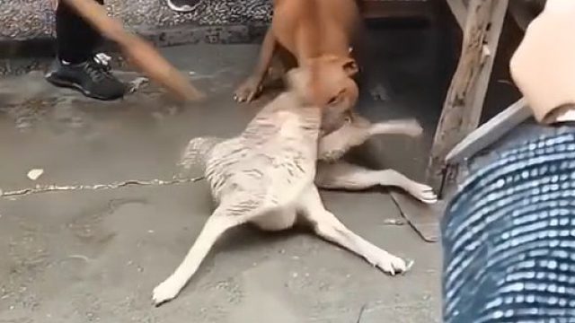 这得有多大仇恨啊