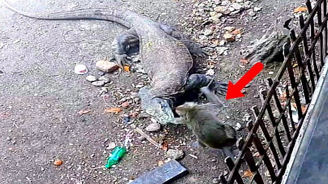 这只猴子太作死，竟公然挑衅巨蜥，结果惨了！