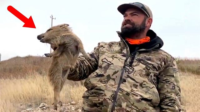 这种动物从不记仇，因为它“有仇必报”，此仇不报誓不罢休！