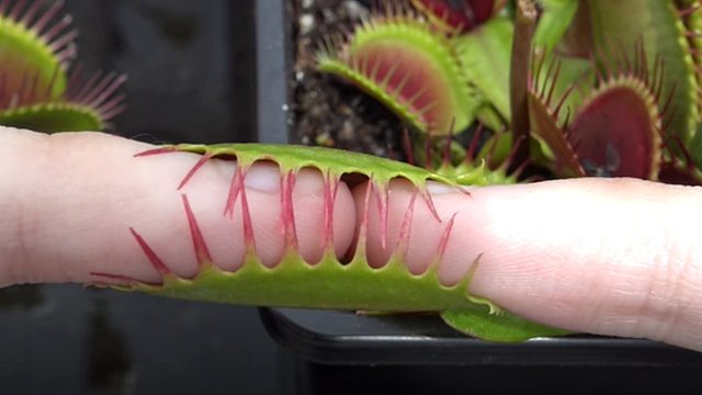 自然界的肉食植物，六亲不认！狠起来连自己都不放过！