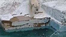 北极熊像个没长大的孩子