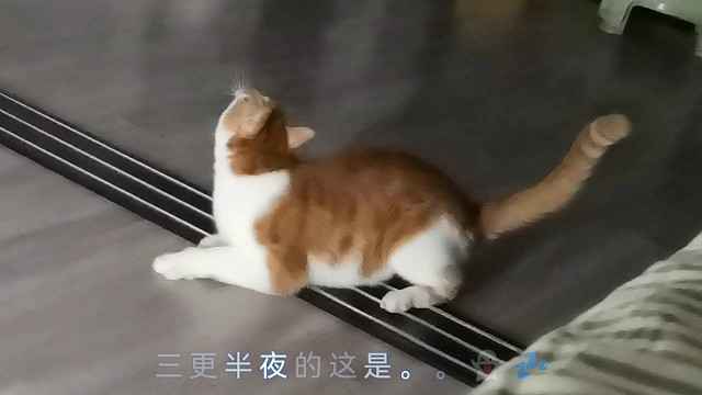 据说猫咪能看到我们看不到的