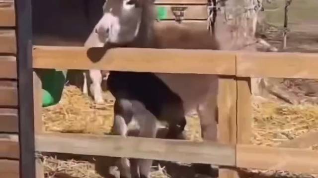 夹子音是这样的吗？